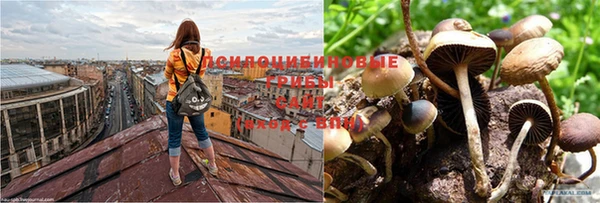 ПСИЛОЦИБИНОВЫЕ ГРИБЫ Абдулино